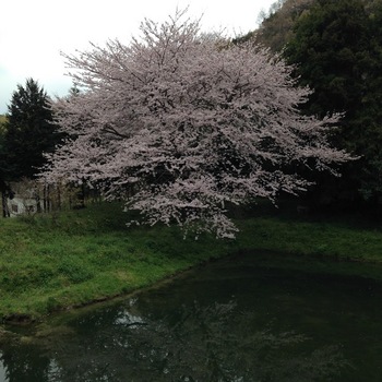H29桜.JPG